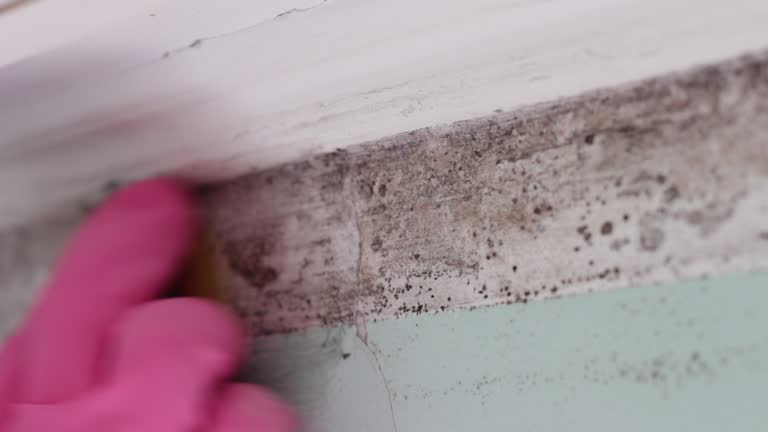 Best Crawl Space Mold Remediation  in Coalgate, OK